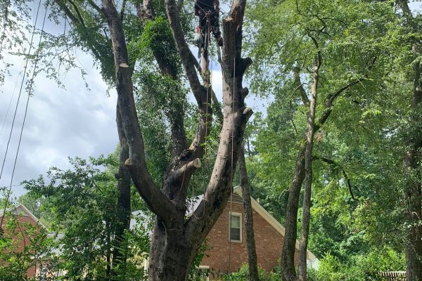 Mercado Landscaping LLC-2024-02-20T17_24_52.491Z-31